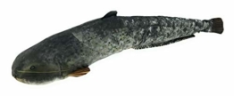 Gaby Kuscheltier Fisch Kissen Stofftier Plüschtier Plüschfisch Geschenkidee Wels 62cm - 1